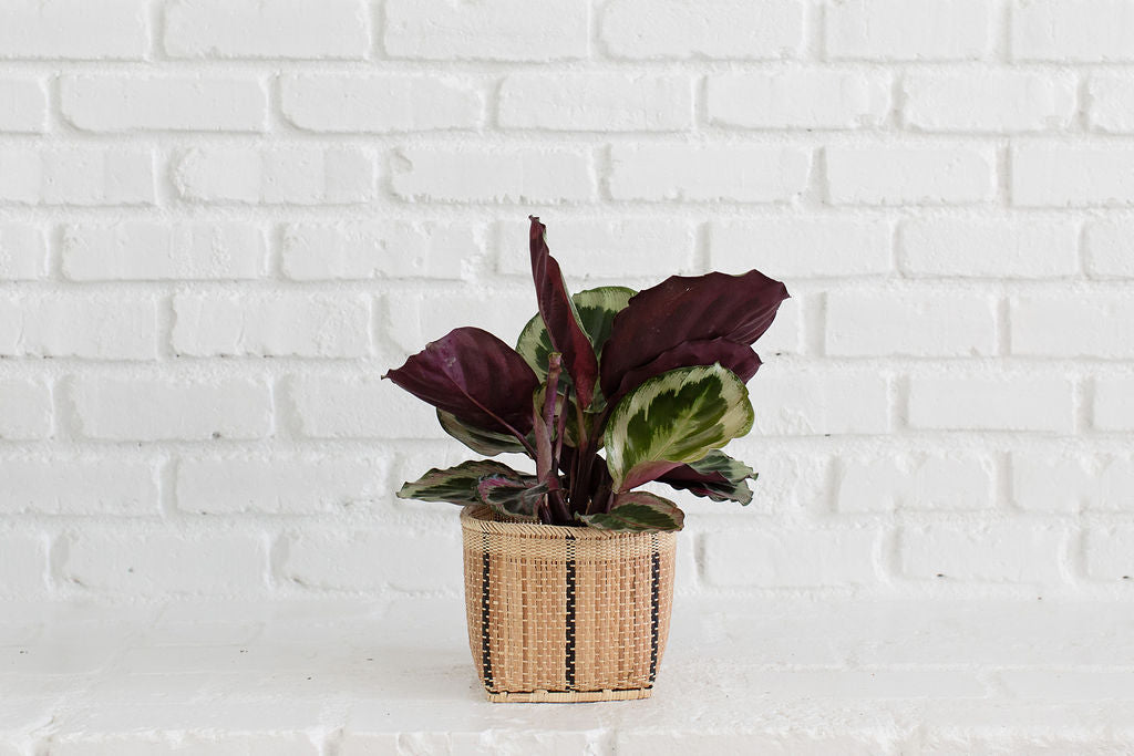 6" Prayer Plant  + Basket